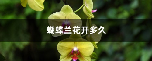 蝴蝶兰花开多久，蝴蝶兰花开败了怎么办