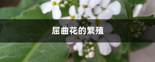 屈曲花的繁殖